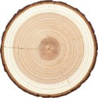 Birch Timber Logs