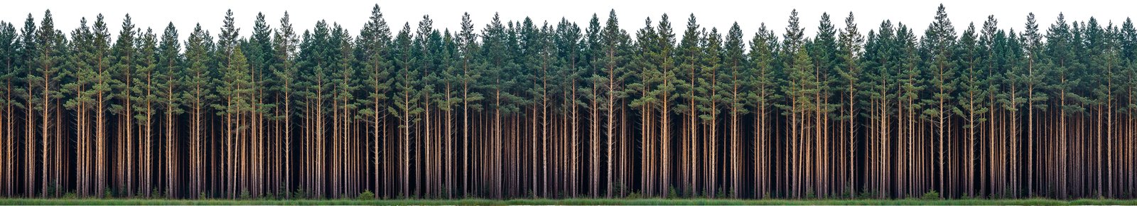 forest_line